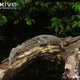 Illustration for article titled Sunday Crocodilian - Mecistops cataphractus Edition